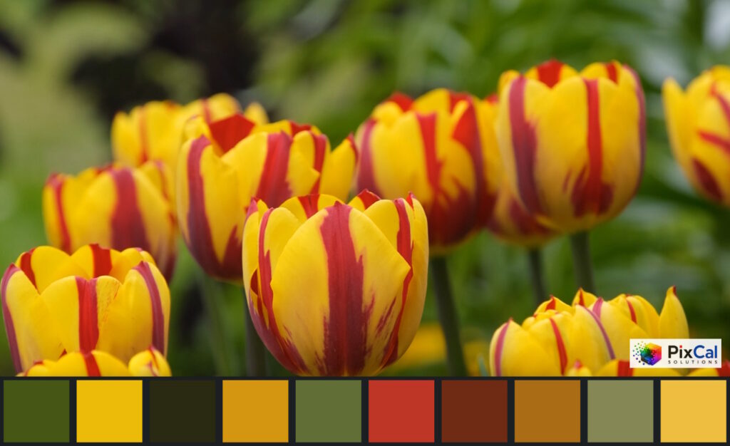 Color Paletteの画面
